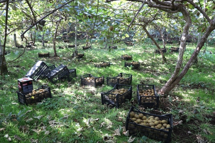 Rize’de Kivi Hasadı Başladı