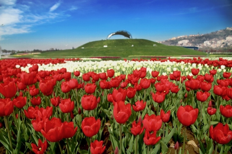 Lale Festivali’ne Adım Adım