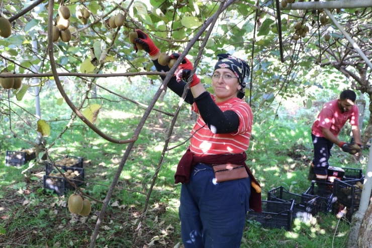 Rize’de Kivi Hasadı Başladı