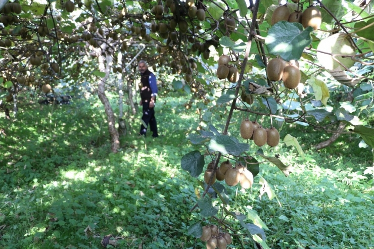 Rize’de Kivi Hasadı Başladı