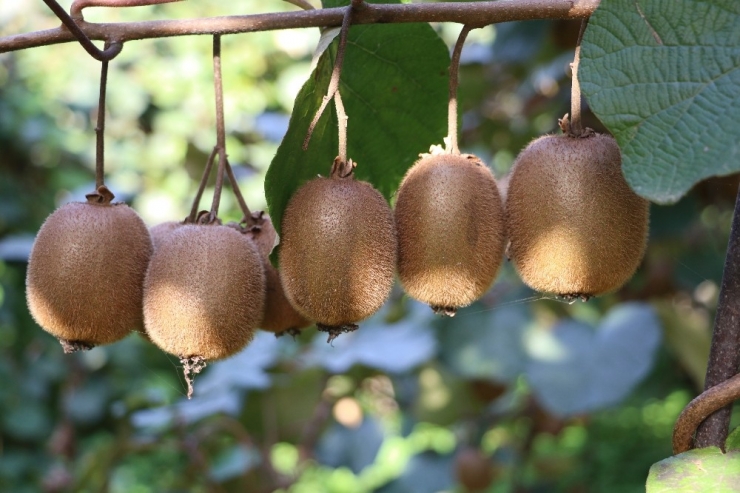 Rize’de Kivi Hasadı Başladı