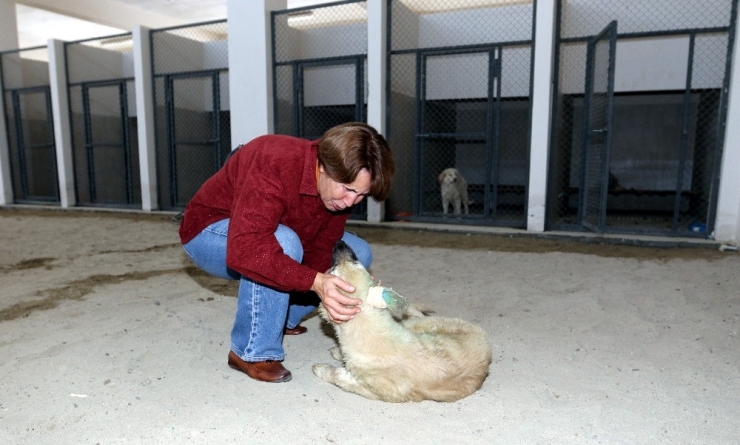 İşkence Edilen Köpeği İzmirli İş Kadını Sahiplendi