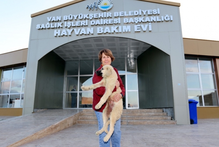 İşkence Edilen Köpeği İzmirli İş Kadını Sahiplendi
