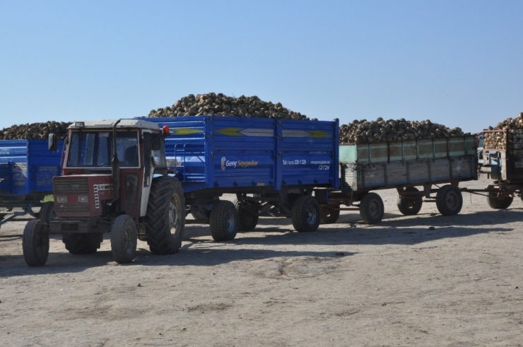 Pancar Üreticilerinin “Polar” Sıkıntısı