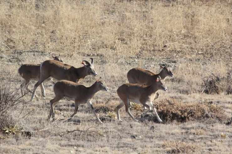 Akdağ’da Yaban Hayatı Görüntülenerek Sayımı Yapıldı