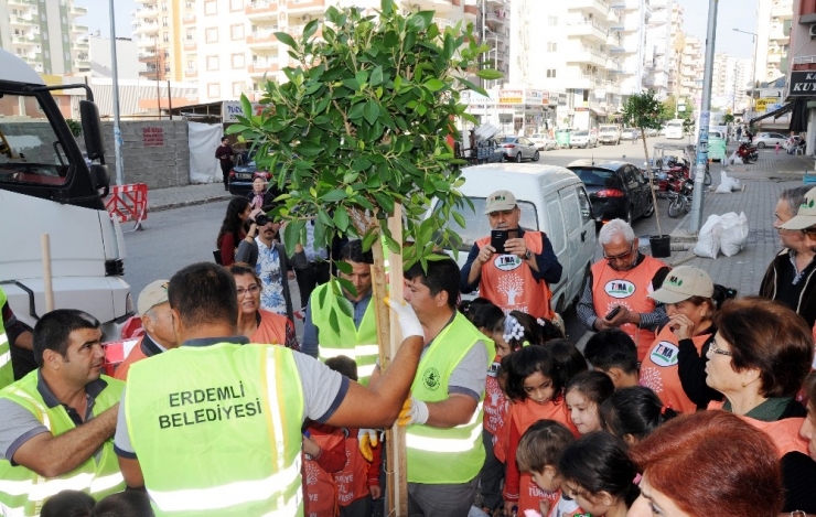 Erdemli Şehir Merkezinde Kaldırımlara Fidan Dikildi