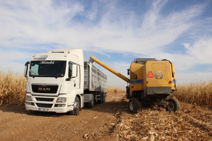 Karaman’da Hasadı Başlayan Mısır Yüz Güldürüyor