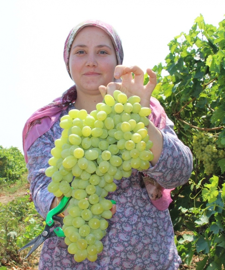 Manisa’nın Çekirdeksiz Sultani Üzümü Tescilleniyor