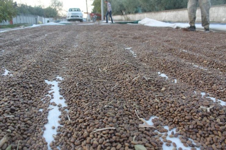 Ürünleri Sokaklarda Kurutuyorlar