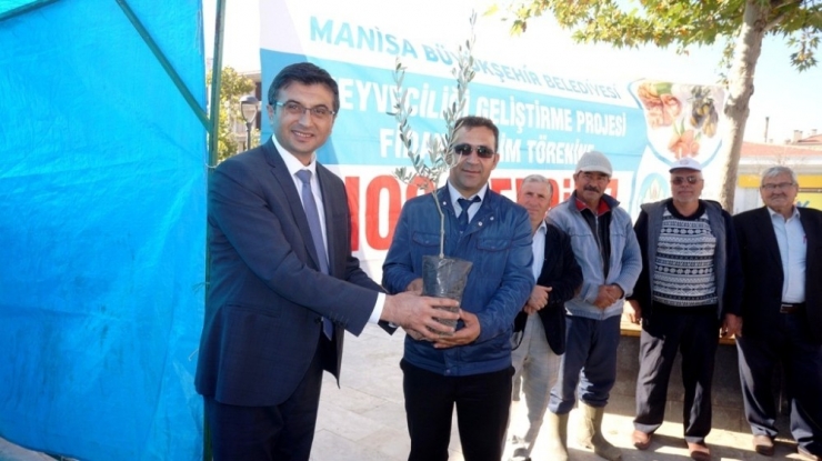 Sarıgöl’de Çiftçilere Zeytin Desteği