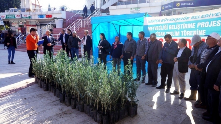 Sarıgöl’de Çiftçilere Zeytin Desteği