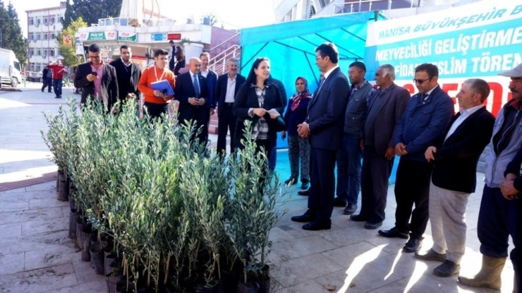 Sarıgöl’de Çiftçilere Zeytin Desteği