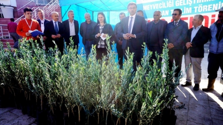 Sarıgöl’de Çiftçilere Zeytin Desteği