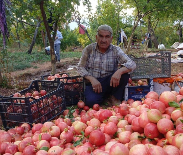 Zivzik Narı 1,5 Tl’den Rağbet Görüyor