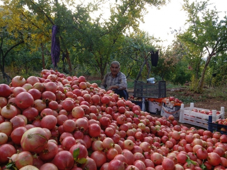 Zivzik Narı 1,5 Tl’den Rağbet Görüyor