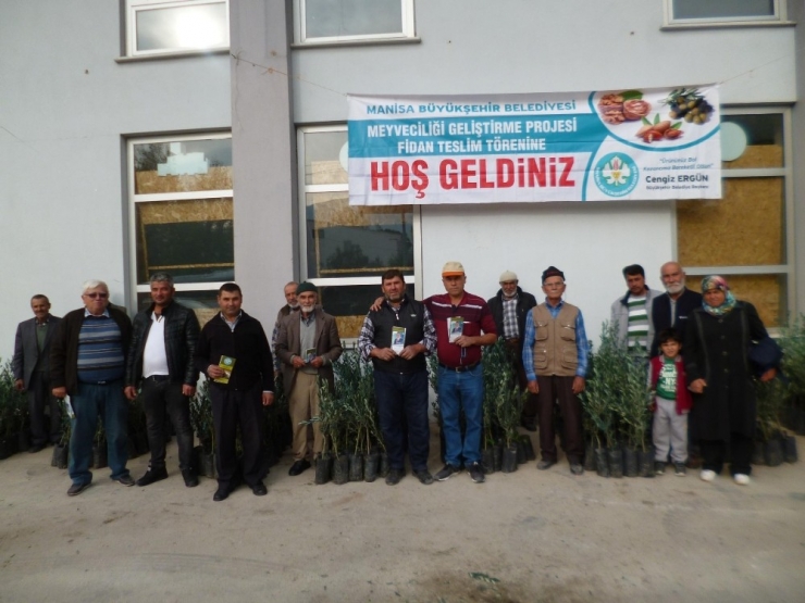 Üreticilere Zeytin Fidanı Desteği