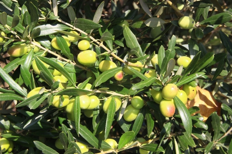 Zeytinyağı Fiyatlarında Artış Olmadı