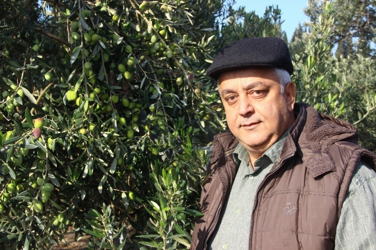 Zeytinyağı Fiyatlarında Artış Olmadı