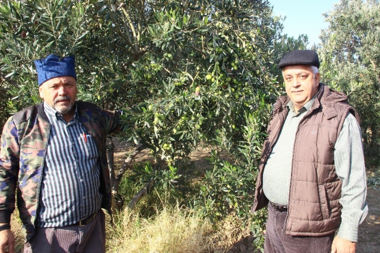 Zeytinyağı Fiyatlarında Artış Olmadı