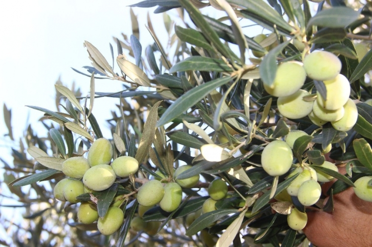 Zeytinyağı Fiyatlarında Artış Olmadı