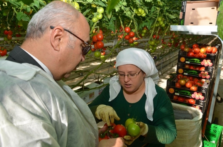 Vali Köşger, Jeotermalle Isınan Seralarda İncelemelerde Bulundu