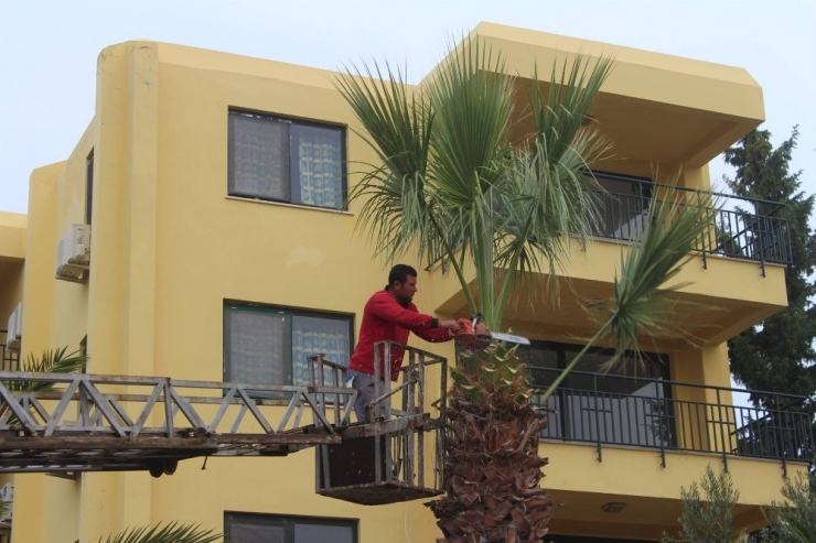 Ayvalık’ta Yeşil Alanların Kışlık Bakımı Tüm Hızıyla Sürüyor