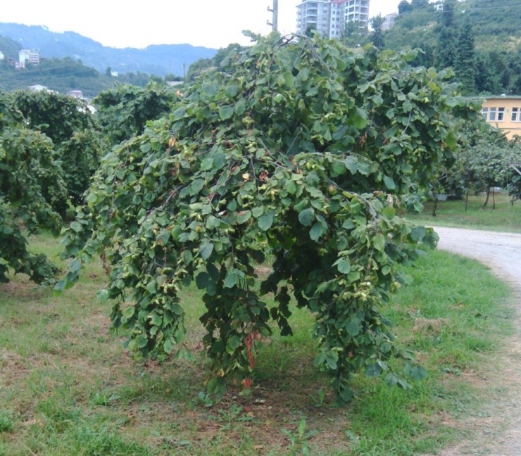Ziraat Odası Başkanı Tavlı “Tek Köklü Fındık Tuttu”