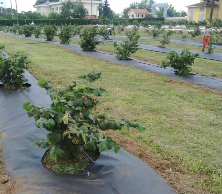 Ziraat Odası Başkanı Tavlı “Tek Köklü Fındık Tuttu”