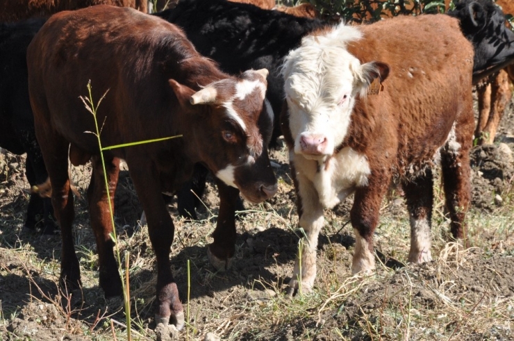 Kendi İmkanıyla Angus Çiftliği Kurdu