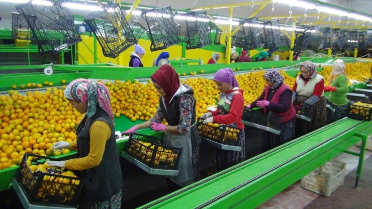 Rusya Kapıları Açtı Mandalina İhracatı Başladı