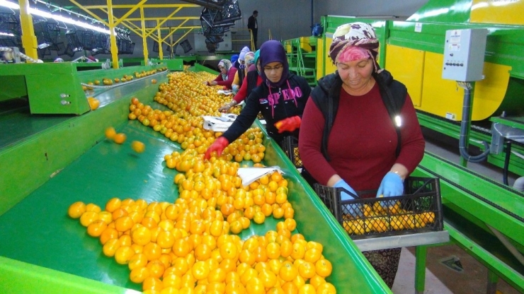 Rusya Kapıları Açtı Mandalina İhracatı Başladı