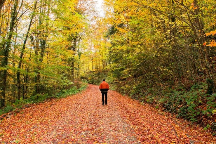 Zonguldak Ormanlarında Renk Cümbüşü