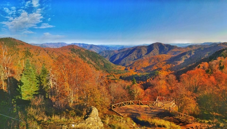 Zonguldak Ormanlarında Renk Cümbüşü