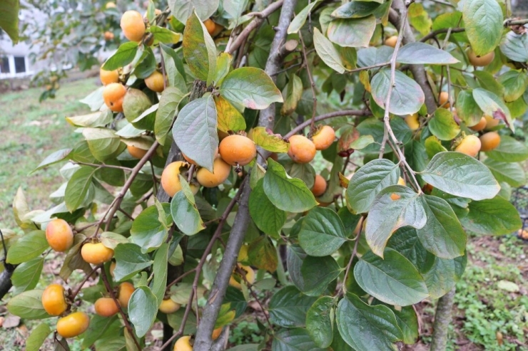 Bu Meyveye İsmini Verdi Ama...