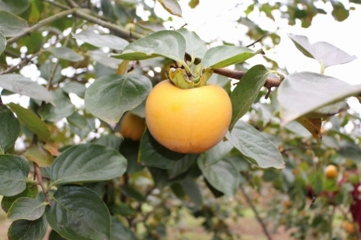 Bu Meyveye İsmini Verdi Ama...