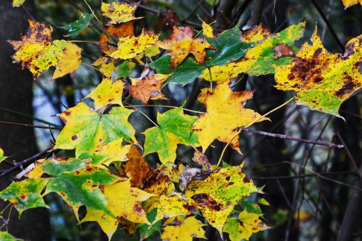 Ordu’dan Kartpostallık Görüntüler