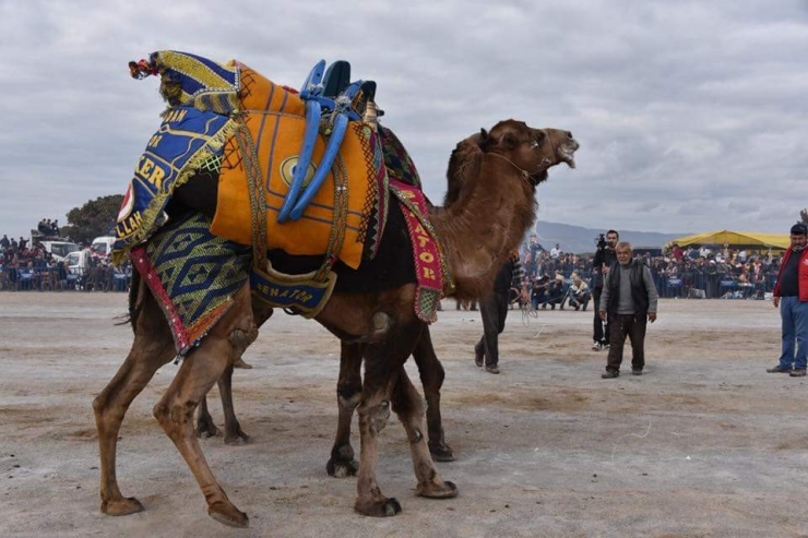 Güreşçi Develer, Manisa’da Güreşti