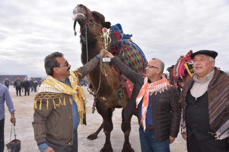 Güreşçi Develer, Manisa’da Güreşti