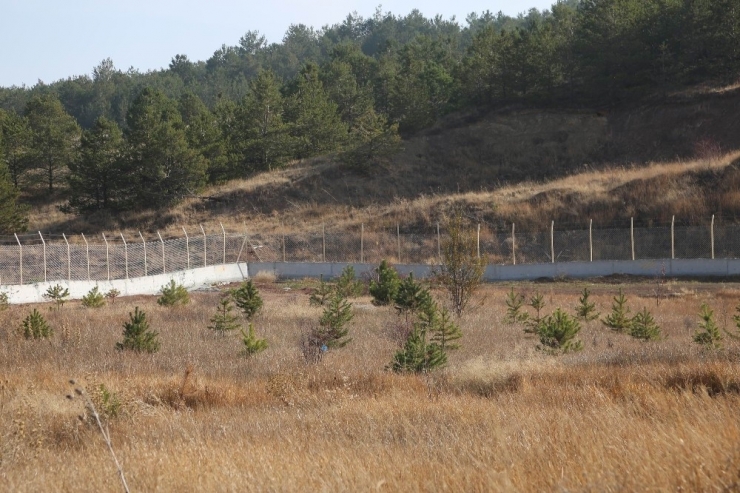 Cü Diş Hekimliği Fakültesi Bahçesine Fidan Dikildi