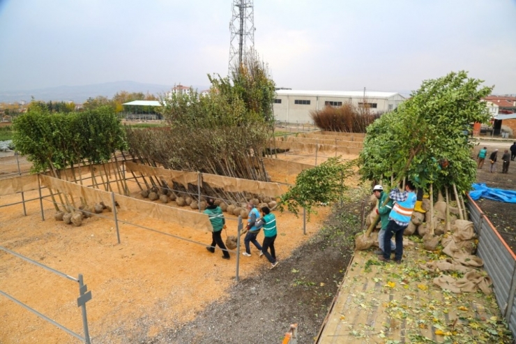 Elazığ’da 106 Bin Ağaç Toprakla Buluşuyor