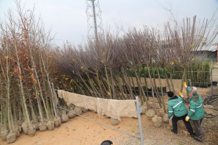 Elazığ’da 106 Bin Ağaç Toprakla Buluşuyor