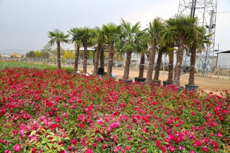 Elazığ’da 106 Bin Ağaç Toprakla Buluşuyor