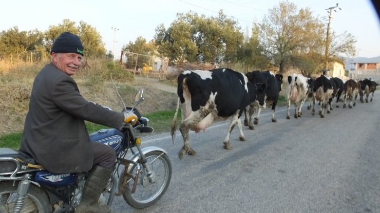 Burhaniye’de Motosikletli İnek Çobanı