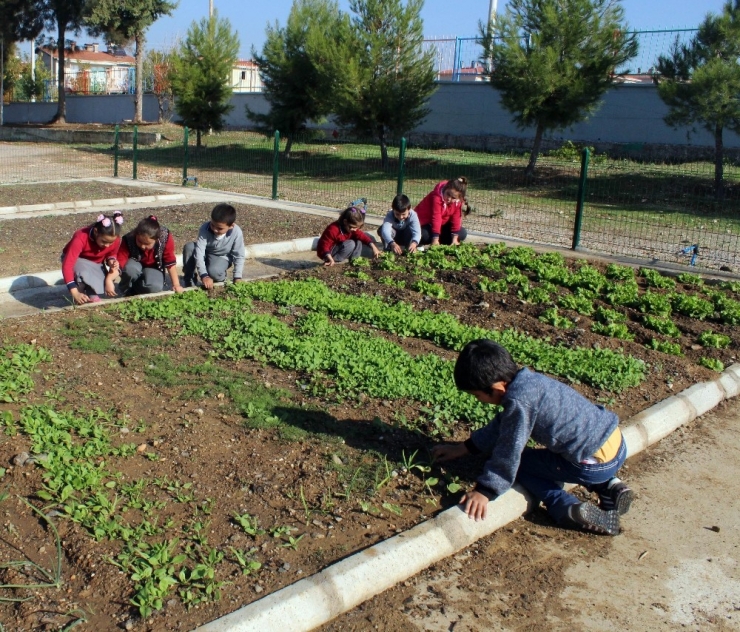 Zil Çalınca Oyuna Değil Hobi Bahçelerine Koşuyorlar