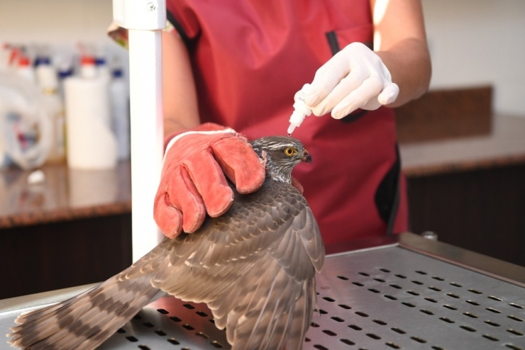 Sağlığına Kavuşan Atmaca Doğaya Bırakıldı