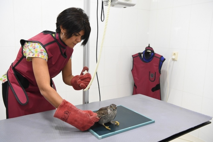 Sağlığına Kavuşan Atmaca Doğaya Bırakıldı