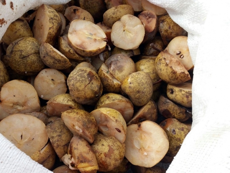 Şifa İçin Pekmez Kazanları Kaynatılıyor