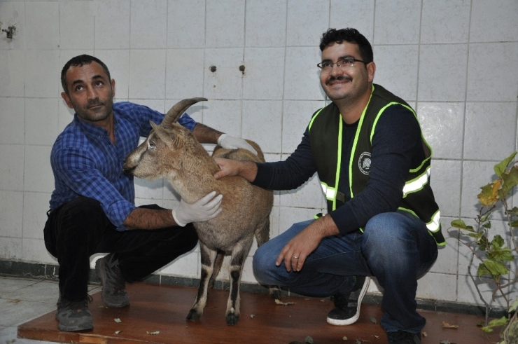 Tunceli’de Hasta Dağ Keçisi Tedavi Altına Alındı