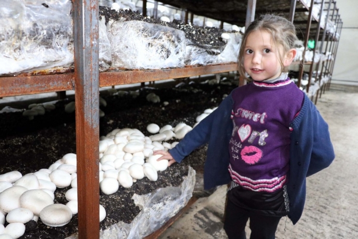 Üç Çocuk Annesi Kurduğu Mantar Tesisiyle Çocuklarının Eğitimine Destek Oluyor