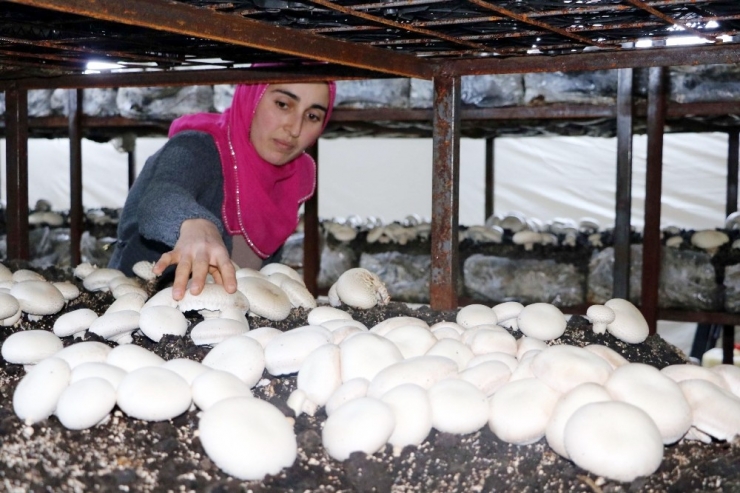 Üç Çocuk Annesi Kurduğu Mantar Tesisiyle Çocuklarının Eğitimine Destek Oluyor